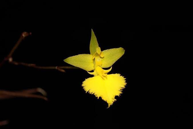 Tolumnia calochila - species - orchid
