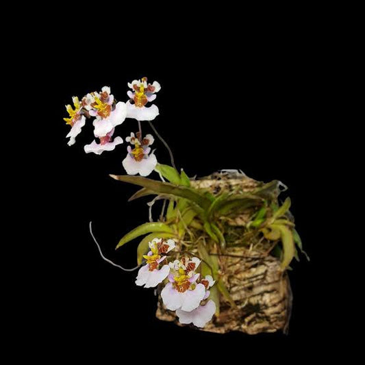 Tolumnia variegata - species - orchid