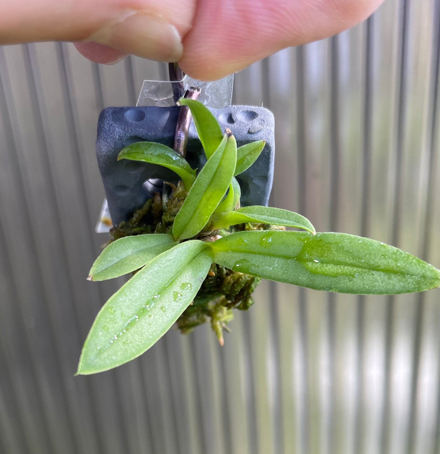 Trichocentrum tigrinum seedling for sale NSW Australia by DBN - Designs by Nature