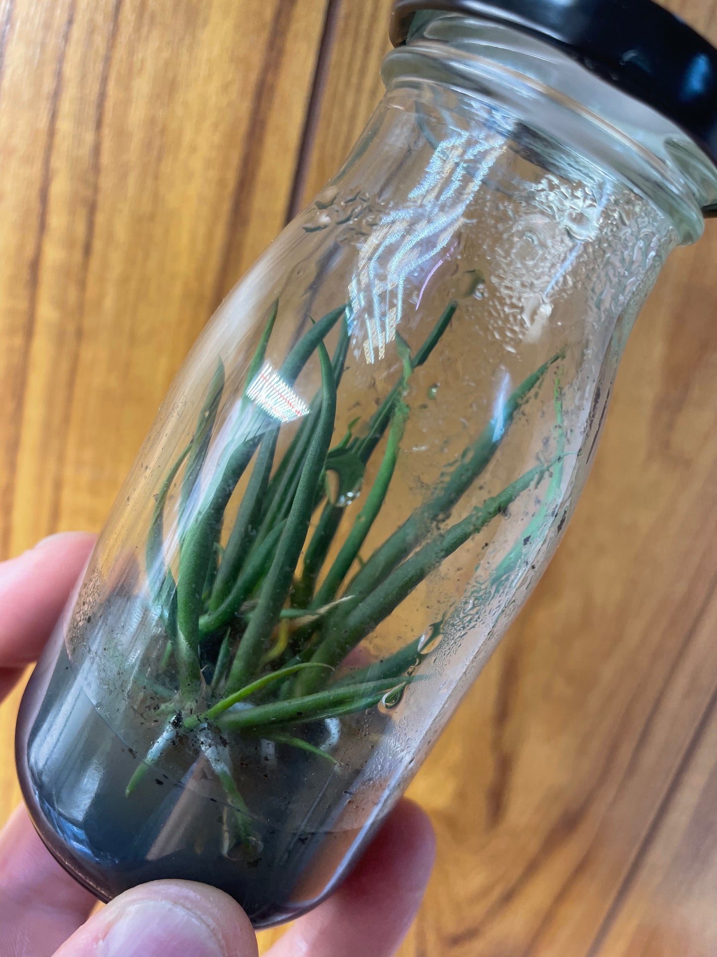 Trichocentrum jonesianum flask 5 plants orchid seedlings for sale Australia