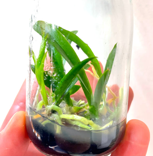 Trichocentrum splendidum f. aureum micro hobby flask of 5 plants available for sale in australia