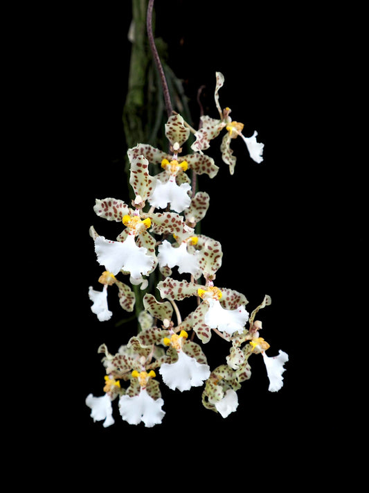 # Trichocentrum jonesianum - species - orchid