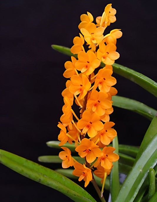 Ascocentrum miniata - species - orchid