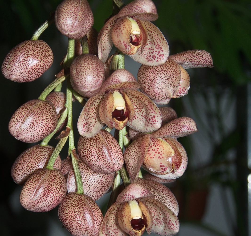 Acineta superba - species - orchid