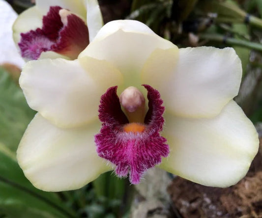Bifrenaria harrisoniae - species - orchid