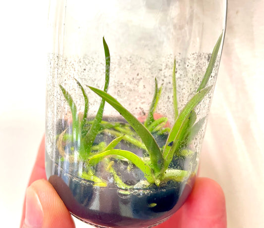 cattleya crispata micro hobby flask of 5 plants