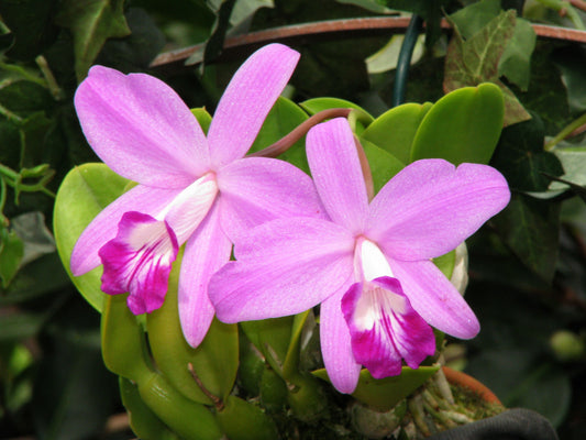 Cattleya sincorana (Laelia sincorana) - species - orchid