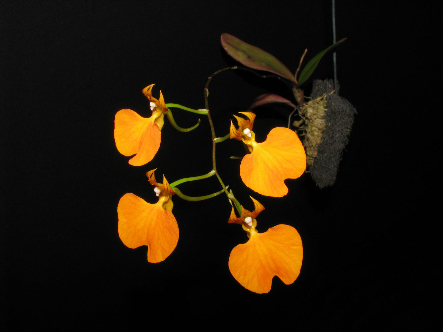 Comparettia speciosa - species - miniature orchid