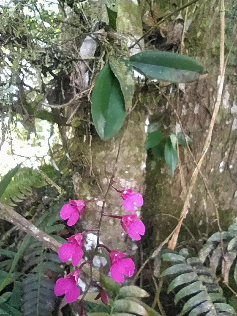 Comparettia falcata - species - miniature orchid