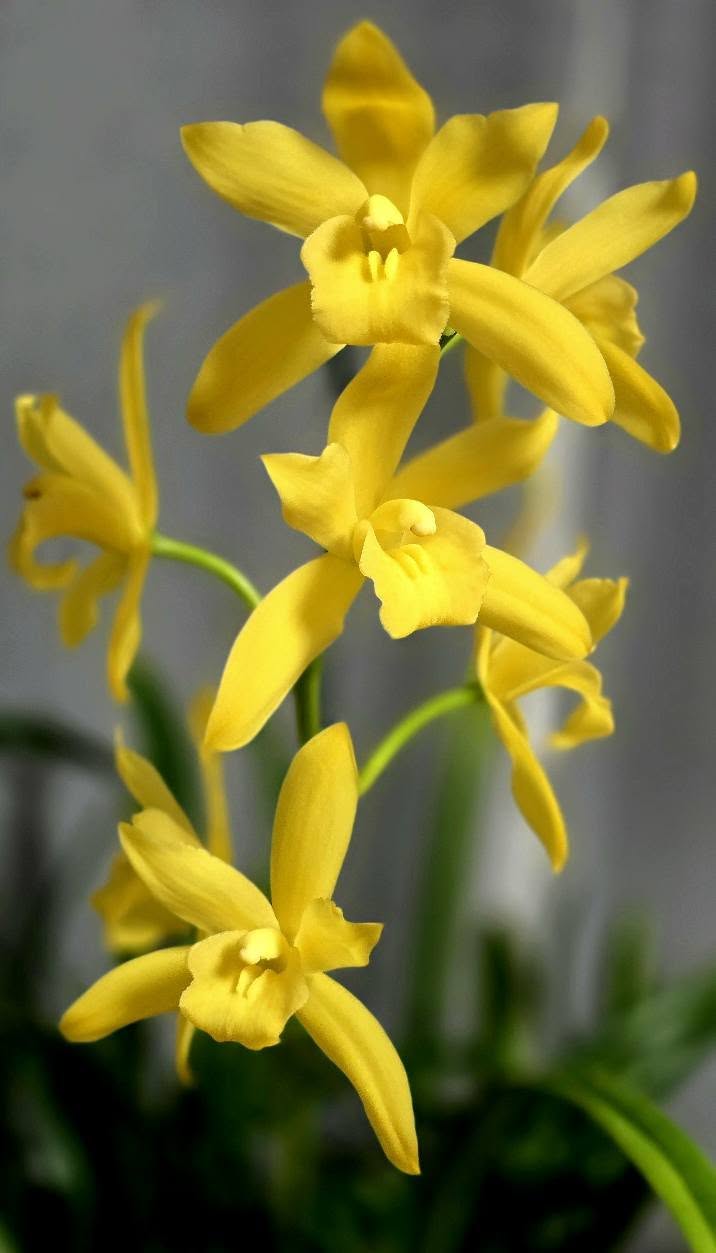 Cymbidium Golden Elf - variegated - hybrid - orchid