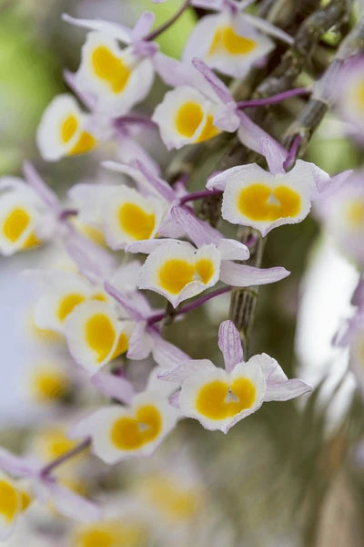 Dendrobium primulinum 'Laos' - species - orchid