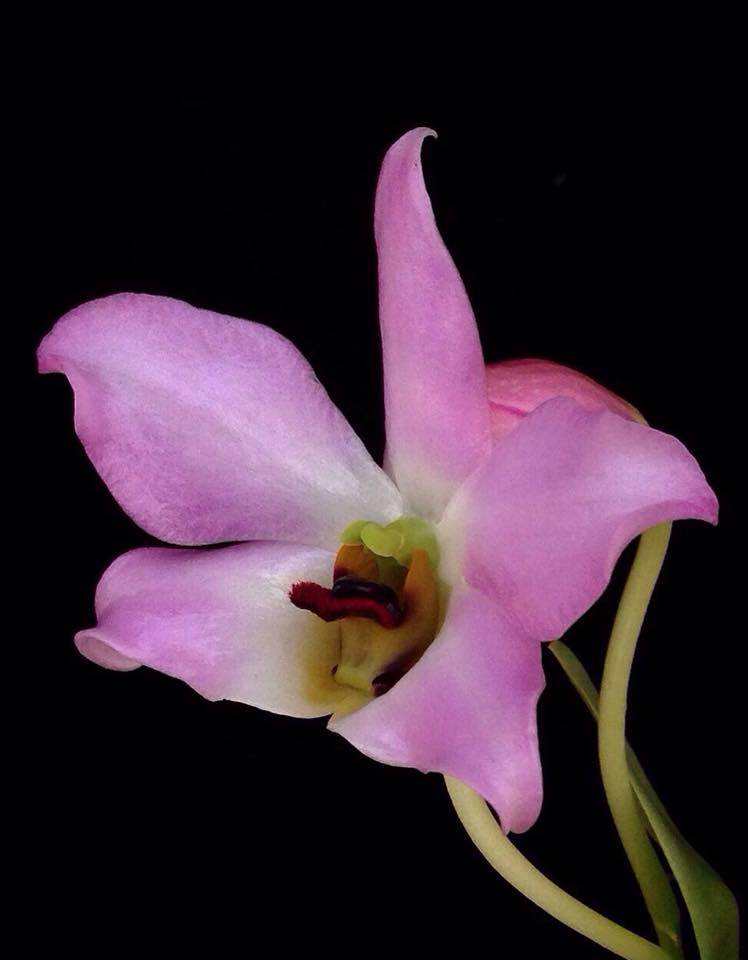 Dendrobium trantuanii - species - orchid