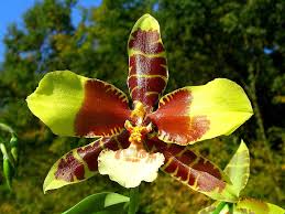 Rossioglossum grande - species - orchid
