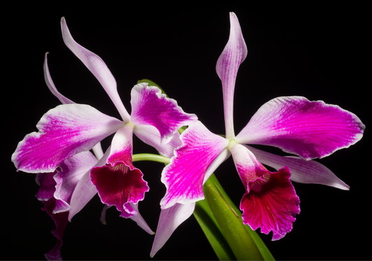 Cattleya purpurata var. flammea: Species Orchid Care Guide | Designs by Nature