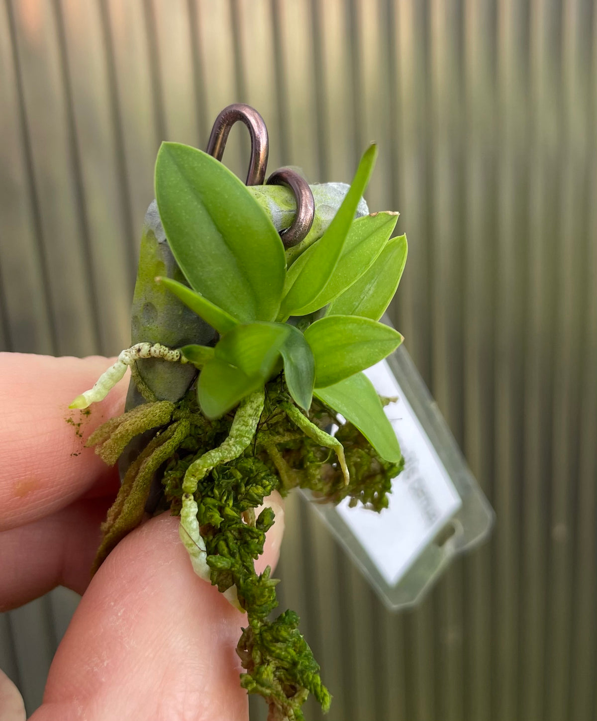Cattleya cernua (Sophronitis) - species - miniature orchid