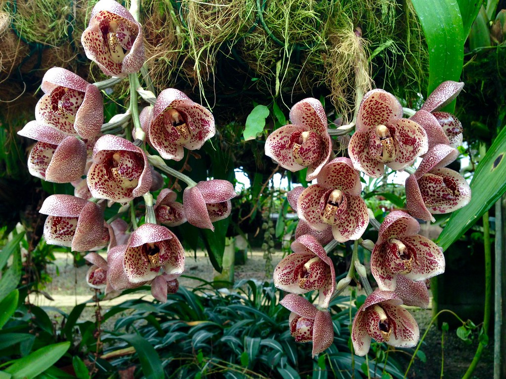 Acineta superba - species - orchid