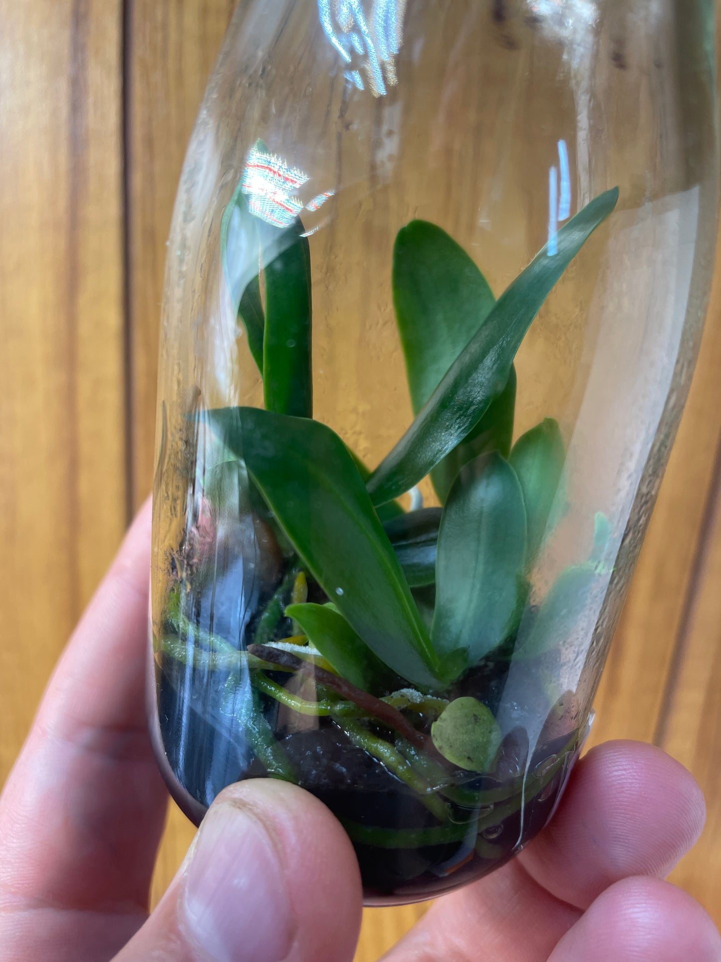 Small potted plant inside a transparent glass bottle (flask) held by a hand against a wooden background