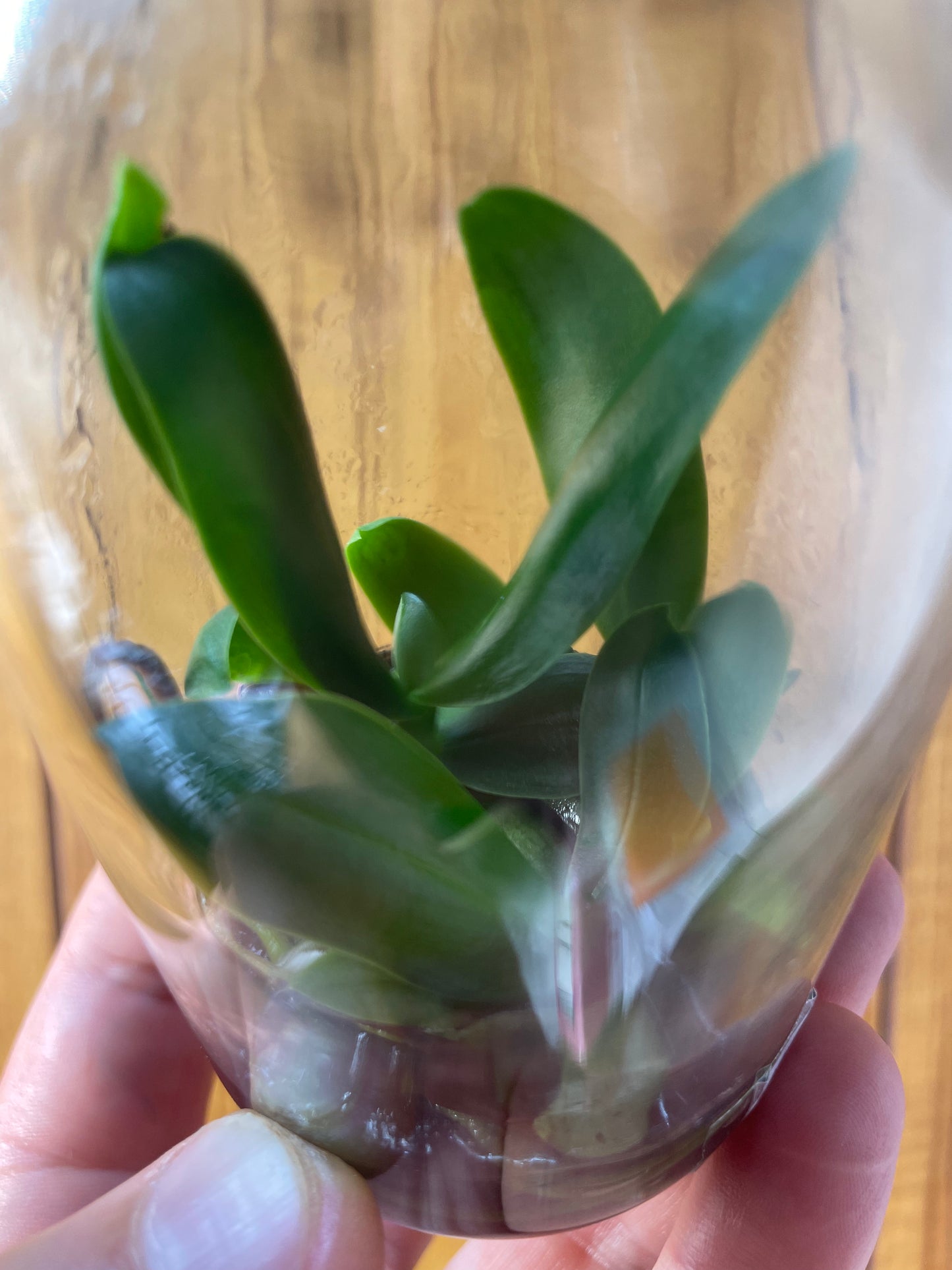 Glass flask with orchids held by a hand against a wooden background