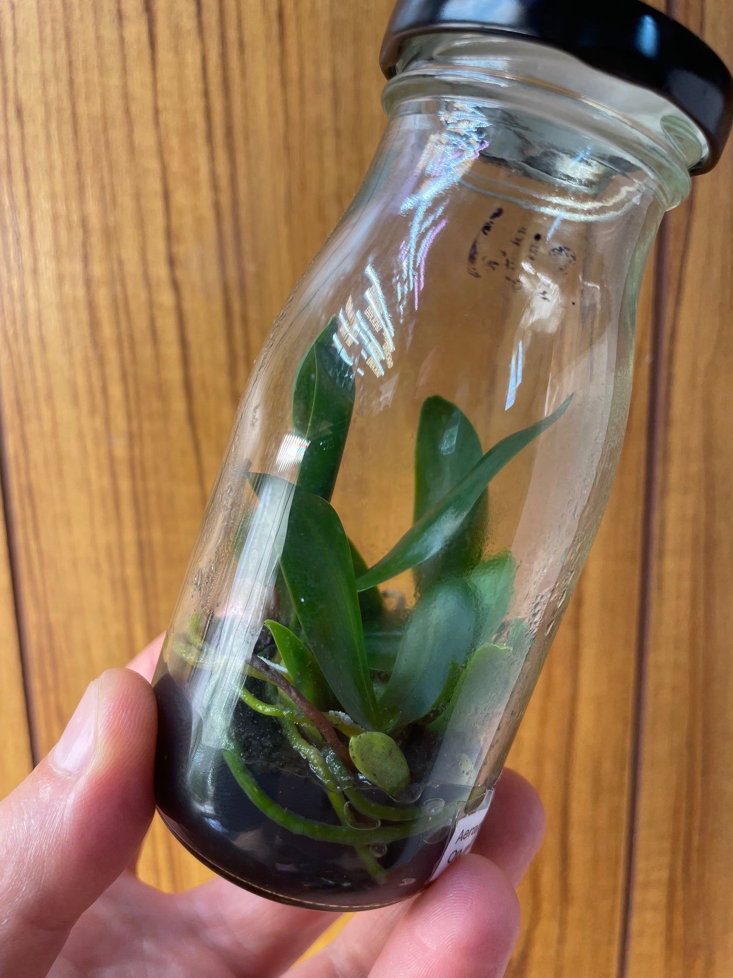 Small orchids inside a transparent flask held by a hand against a wooden background