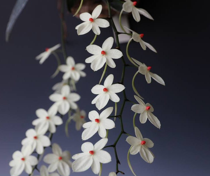 Aerangis luteo-alba - species - orchid