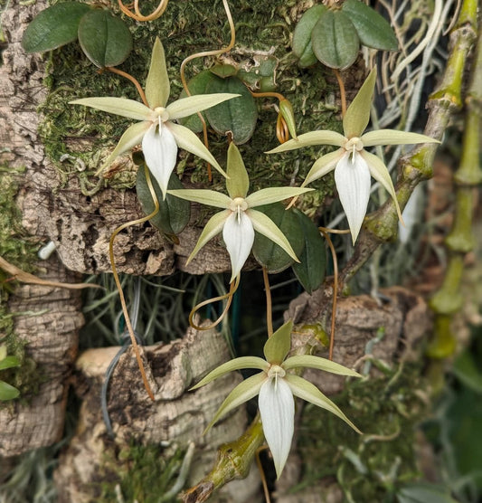 Aerangis monantha available for sale in Australia - Micro Hobby Flask of 3 plants