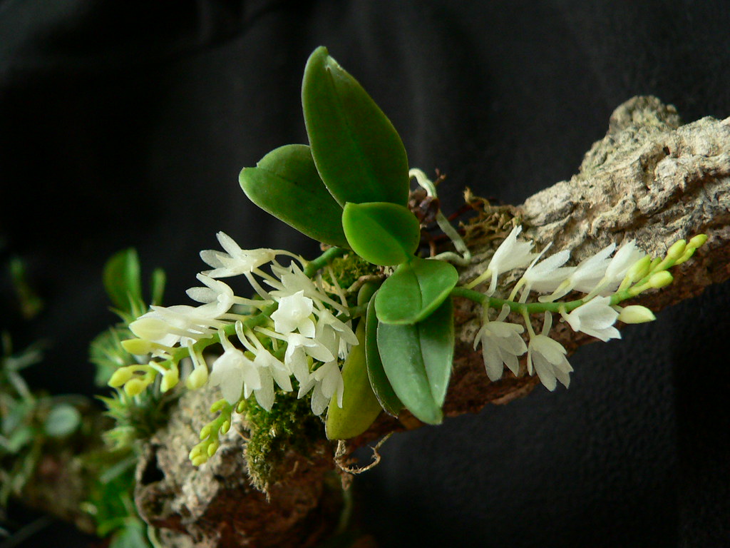 Aerangis hyaloides syn pumilio - species - orchid