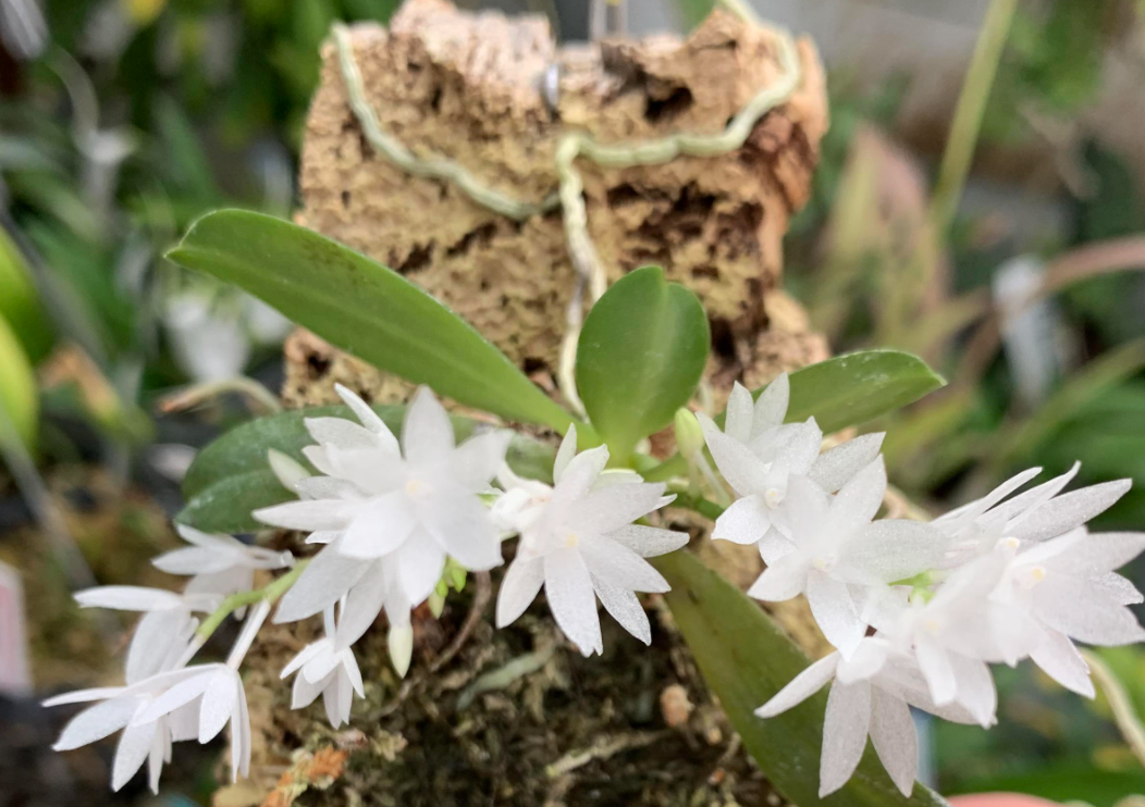 Aerangis hyaloides syn pumilio - species - orchid