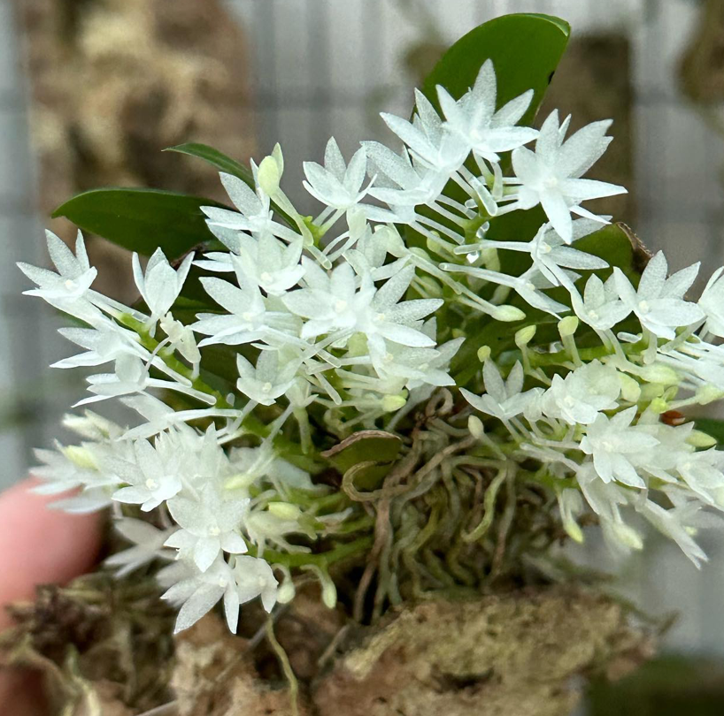 Aerangis hyaloides syn pumilio - species - orchid