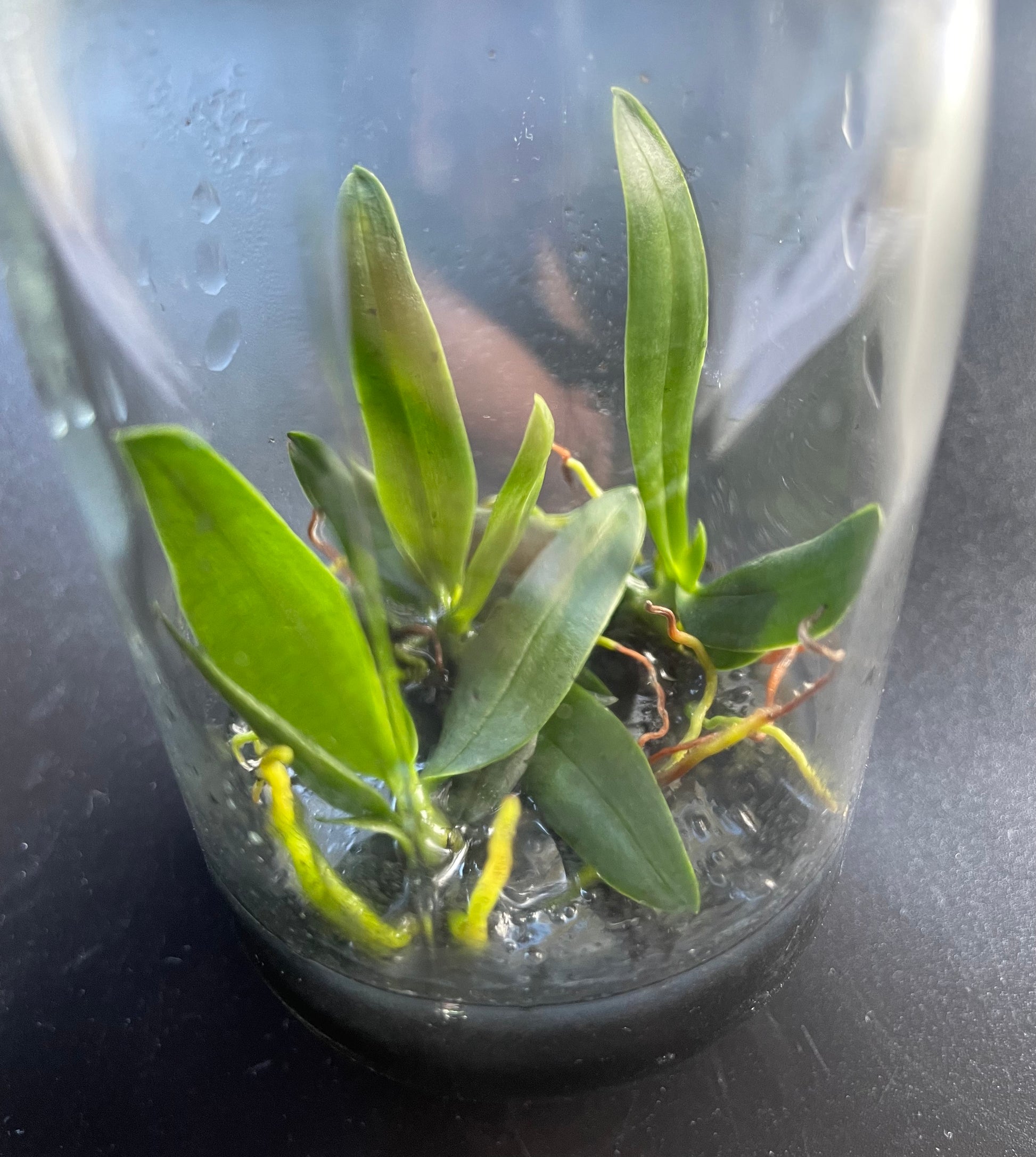 Aerangis hyaloides syn. pumilio micro hobby flask of 3 plants for sale in Australia