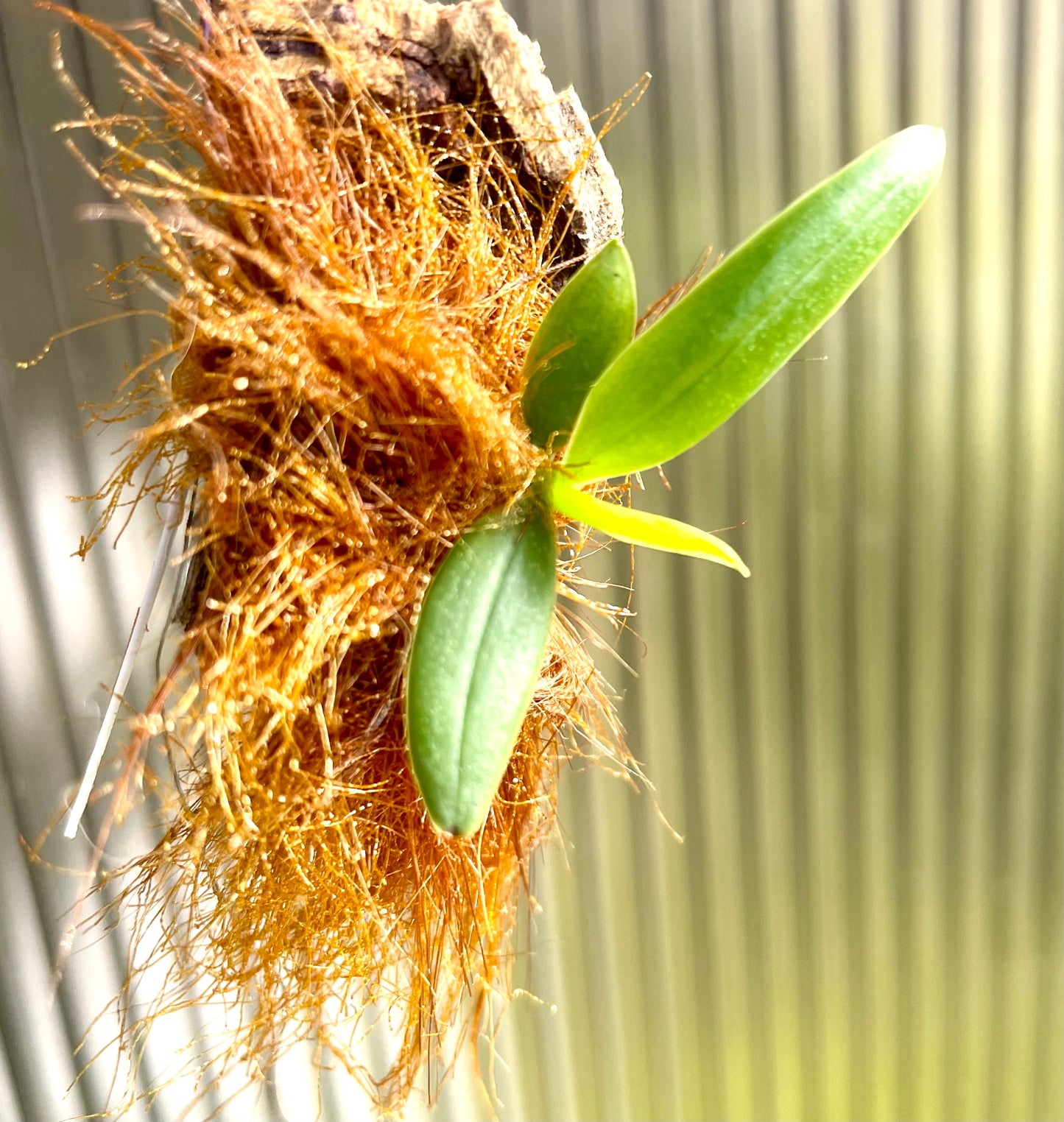 Aerangis hyaloides syn. pumilio seedling mounted for sale in Australia
