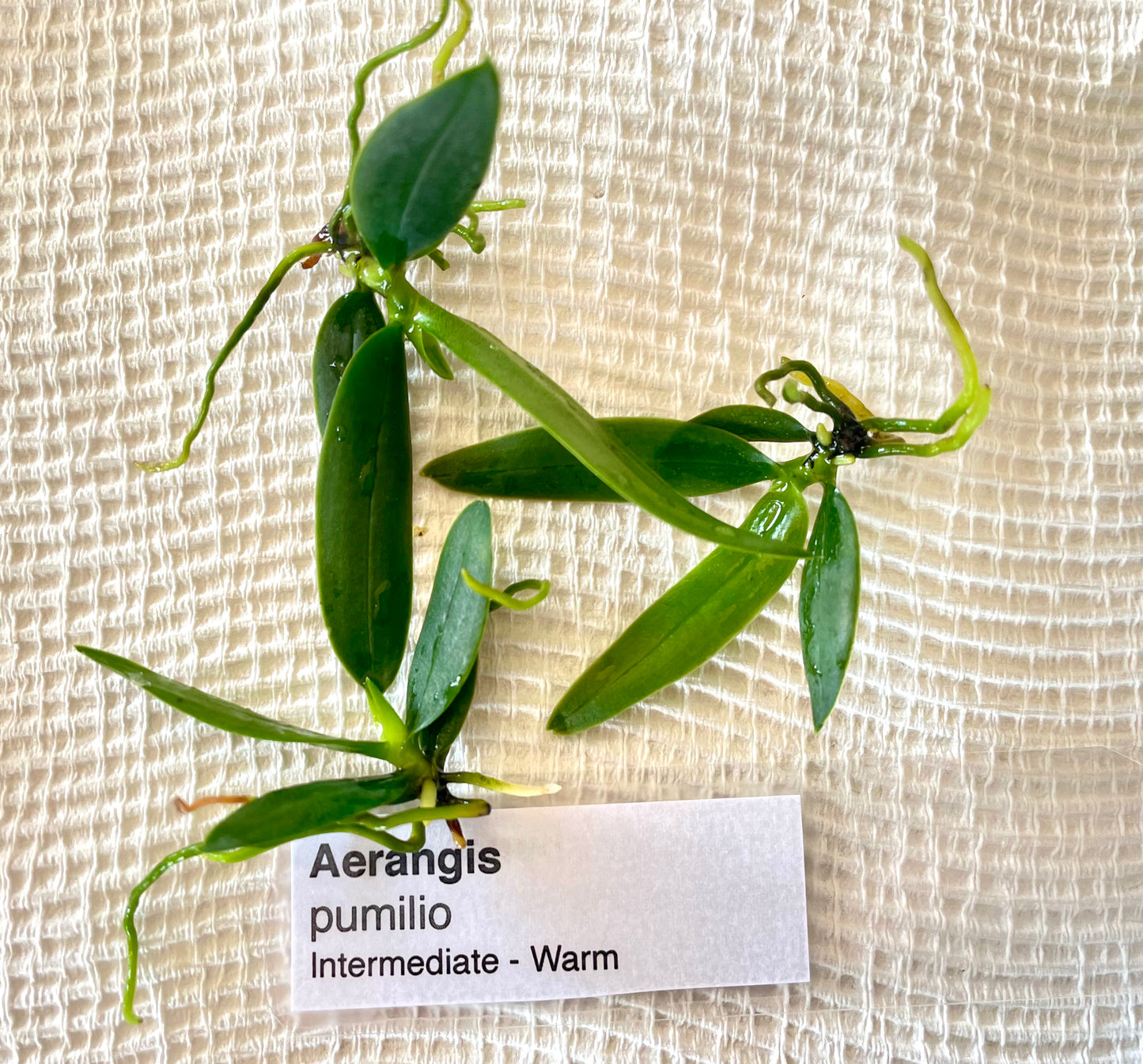 Aerangis hyaloides syn. pumilio seedlings deflasked