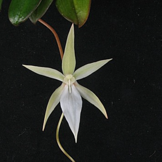 Aerangis monantha available for sale in Australia - Micro Hobby Flask of 3 plants