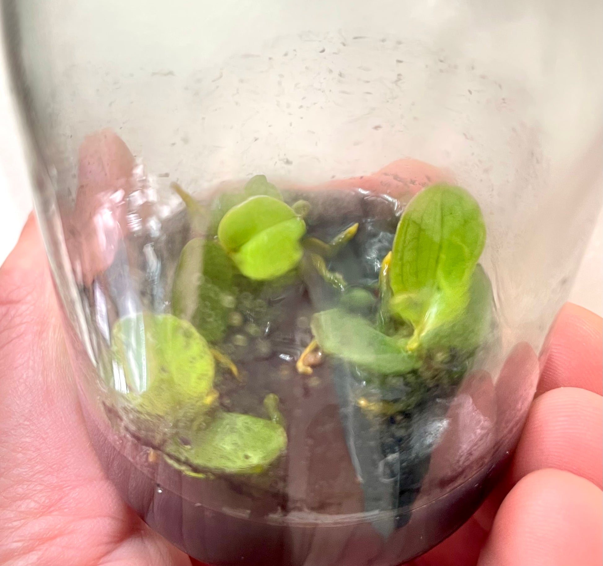 Aerangis monantha available for sale in Australia - Micro Hobby Flask of 3 plants