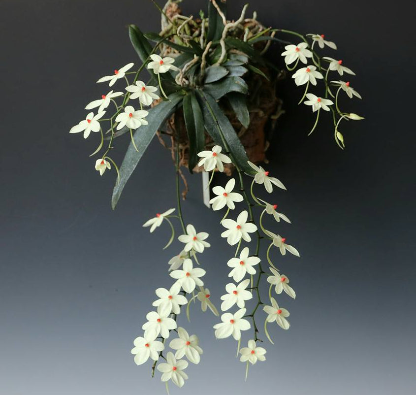 Aerangis luteo-alba - species - orchid