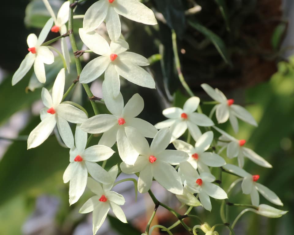 Aerangis luteo-alba - species - orchid