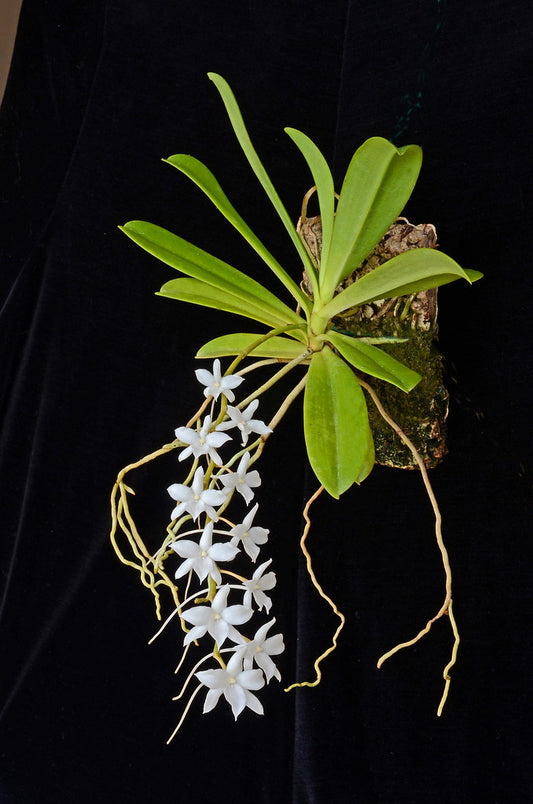 Aerangis modesta - species - orchid