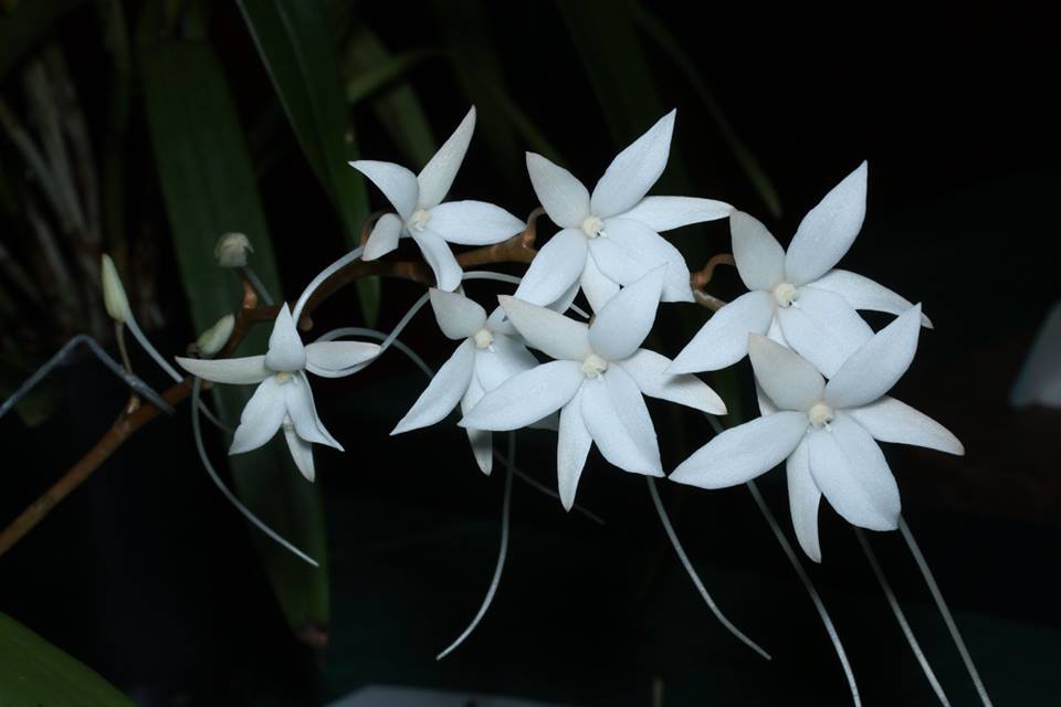 Aerangis modesta - species - orchid
