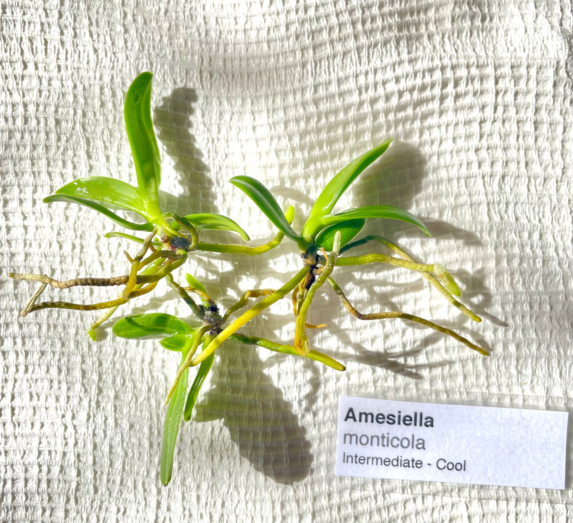 Amesiella monticola typical deflasked seedling available for purchase nsw australia