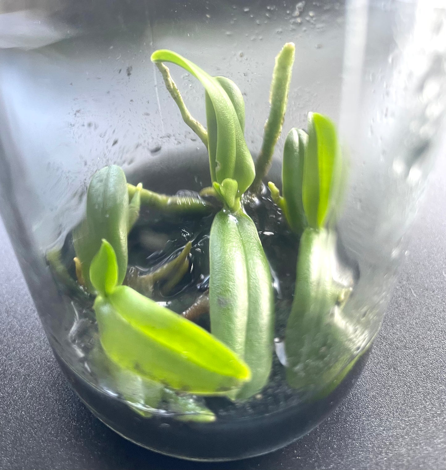 Amesiella monticola micro hobby flask 5 plants available for purchase nsw australia