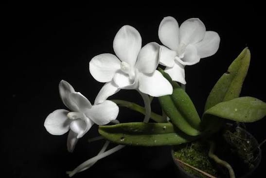 Amesiella monticola - species - orchid