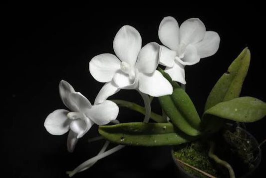Amesiella monticola - species - orchid