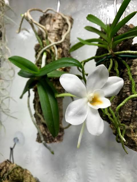 Amesiella philippinensis - species - orchid