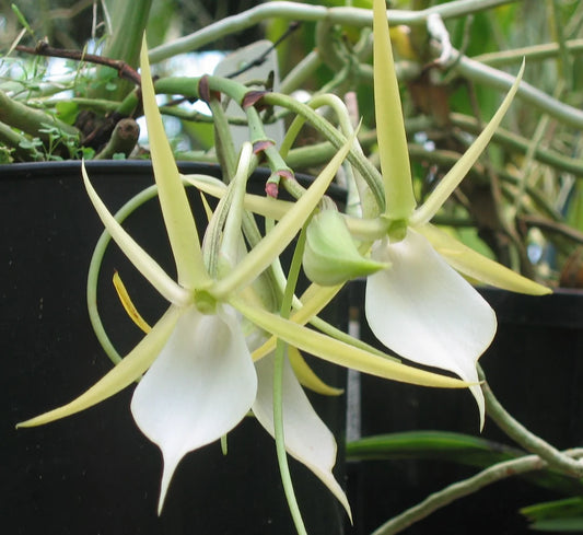 Angraecum-praestans flowers