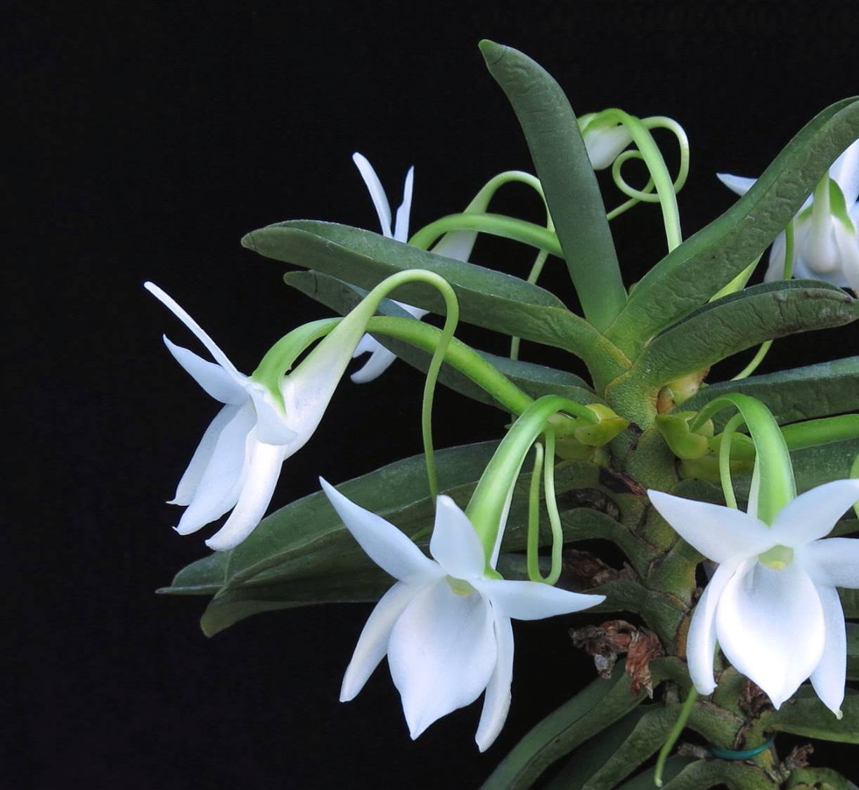 Angraecum compactum - species - orchid