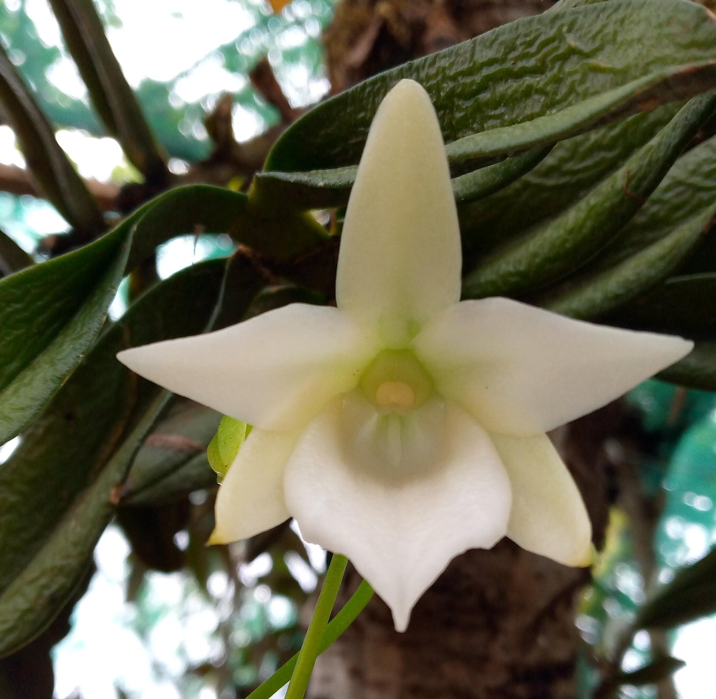Angraecum compactum - species - orchid