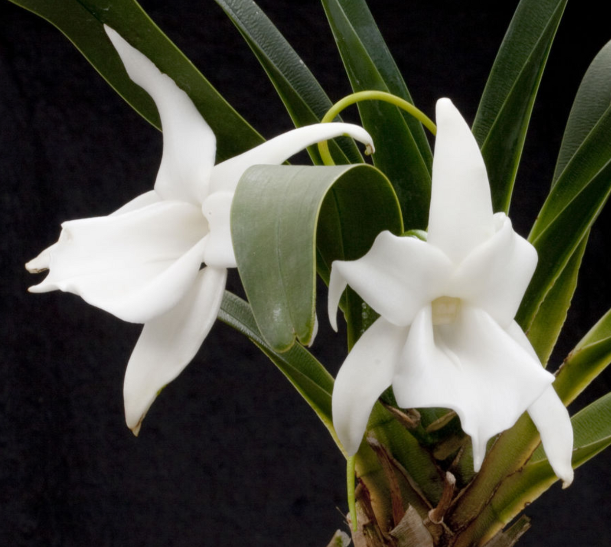Angraecum magdalenae blooms