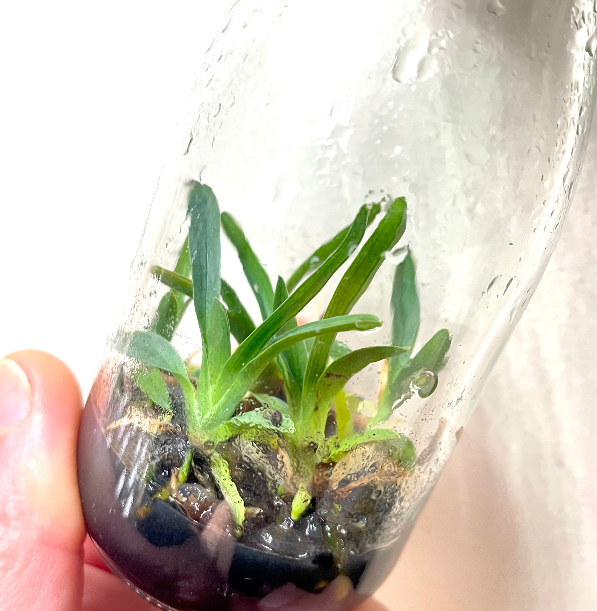 Angraecum magdalenae micro hobby flask of 5 plants available for sale in Australia