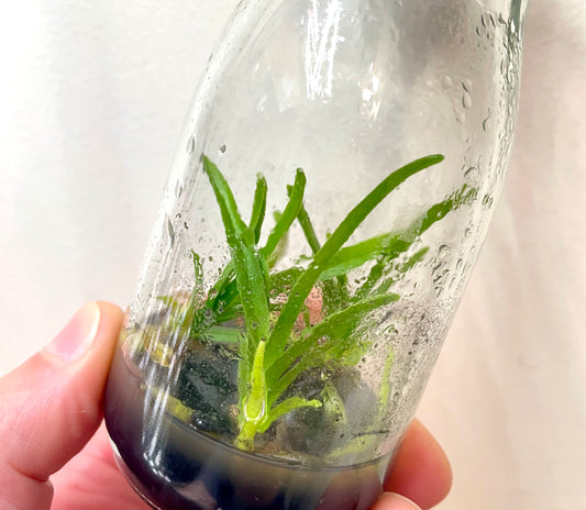 Angraecum praestans micro hobby flask of 3 plants for sale in australia