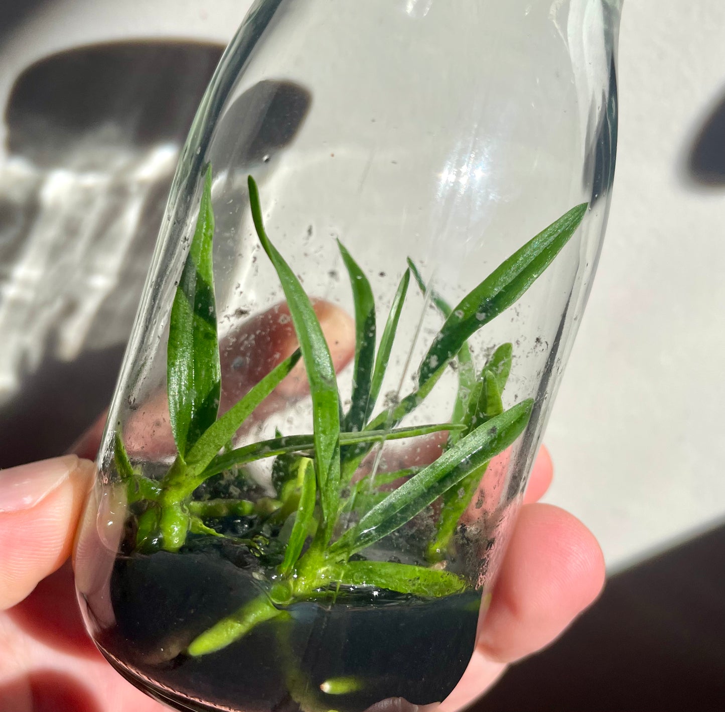 Angraecum rutenbergianum micro hobby flask of 5 plants available for sale