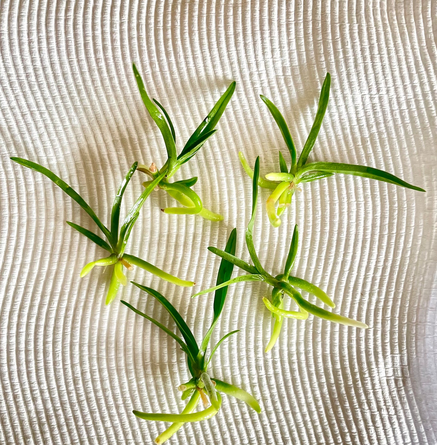 Angraecum rutenbergianum seedlings typical plants after deflasking